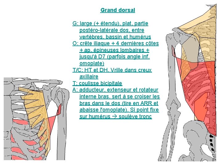 Grand dorsal G: large (+ étendu), plat, partie postéro-latérale dos, entre vertèbres, bassin et