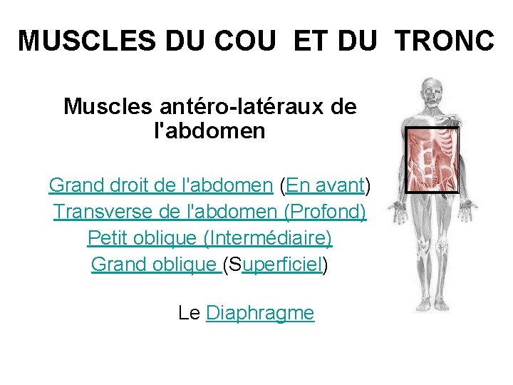 MUSCLES DU COU ET DU TRONC Muscles antéro-latéraux de l'abdomen Grand droit de l'abdomen