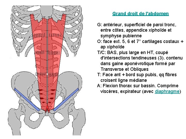 Grand droit de l'abdomen G: antérieur, superficiel de paroi tronc, entre côtes, appendice xiphoïde