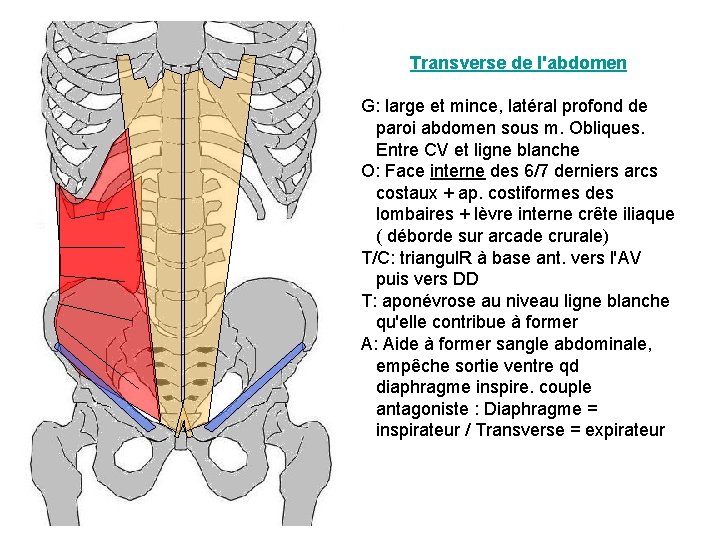 Transverse de l'abdomen G: large et mince, latéral profond de paroi abdomen sous m. Transverse de l'abdomen G: large et mince, latéral profond de paroi abdomen sous m.