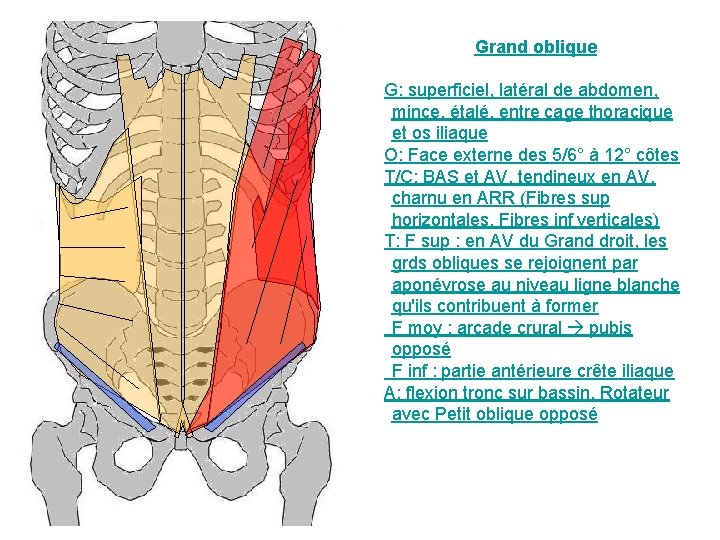 Grand oblique G: superficiel, latéral de abdomen, mince, étalé, entre cage thoracique et os