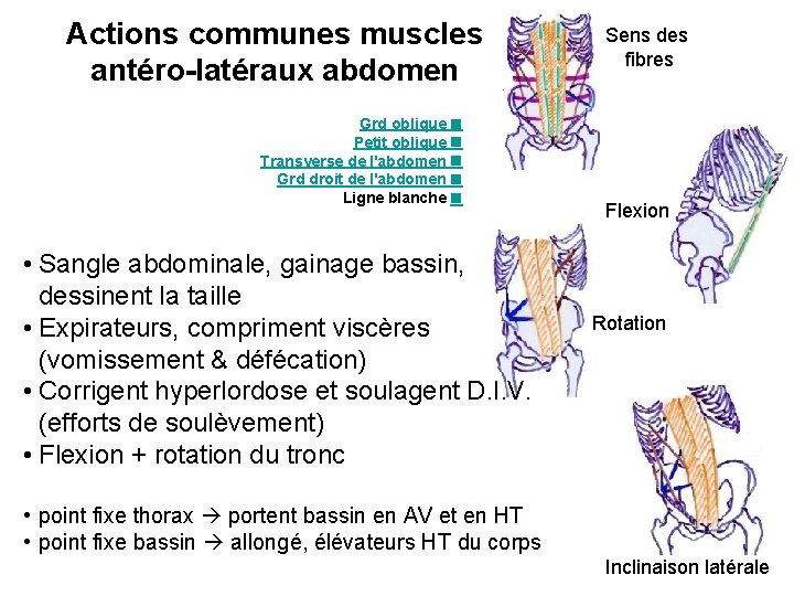 Actions communes muscles antéro-latéraux abdomen Grd oblique Petit oblique Transverse de l'abdomen Grd droit