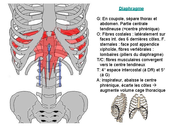 Diaphragme G: En coupole, sépare thorax et abdomen. Partie centrale tendineuse (=centre phrénique) O: