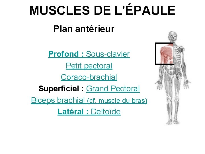 MUSCLES DE L'ÉPAULE Plan antérieur Profond : Sous-clavier Petit pectoral Coraco-brachial Superficiel : Grand