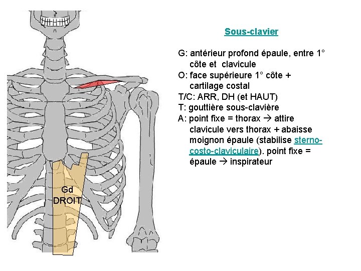 Sous-clavier G: antérieur profond épaule, entre 1° côte et clavicule O: face supérieure 1°