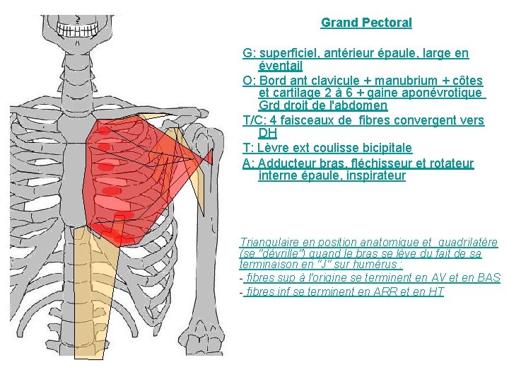 Grand Pectoral G: superficiel, antérieur épaule, large en éventail O: Bord ant clavicule +