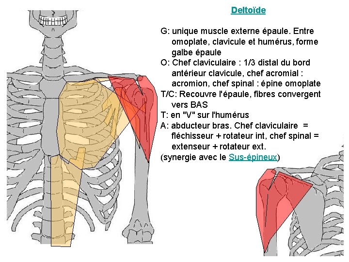 Deltoïde G: unique muscle externe épaule. Entre omoplate, clavicule et humérus, forme galbe épaule