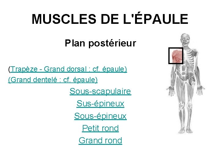 MUSCLES DE L'ÉPAULE Plan postérieur (Trapèze - Grand dorsal : cf. épaule) (Grand dentelé