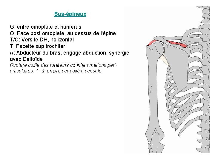 Sus-épineux G: entre omoplate et humérus O: Face post omoplate, au dessus de l'épine