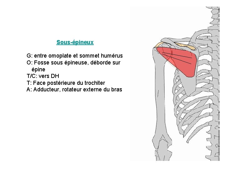 Sous-épineux G: entre omoplate et sommet humérus O: Fosse sous épineuse, déborde sur épine