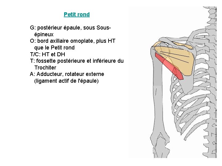 Petit rond G: postérieur épaule, sous Sousépineux O: bord axillaire omoplate, plus HT que Petit rond G: postérieur épaule, sous Sousépineux O: bord axillaire omoplate, plus HT que