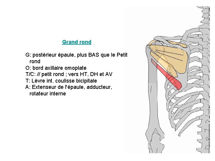Grand rond G: postérieur épaule, plus BAS que le Petit rond O: bord axillaire
