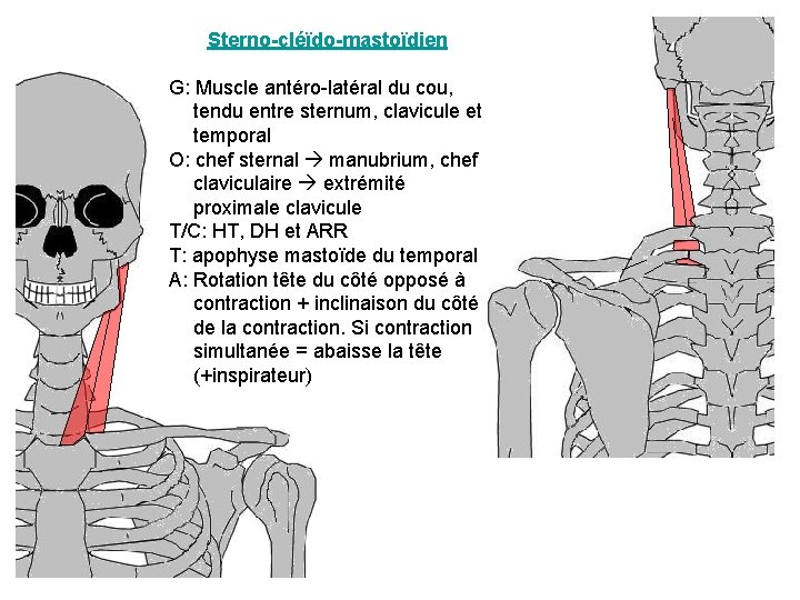 Sterno-cléïdo-mastoïdien G: Muscle antéro-latéral du cou, tendu entre sternum, clavicule et temporal O: chef