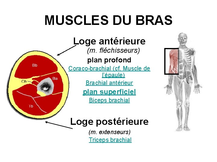 MUSCLES DU BRAS Loge antérieure (m. fléchisseurs) plan profond Coraco-brachial (cf. Muscle de l’épaule)