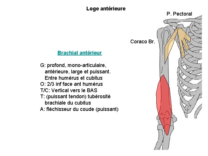 Loge antérieure P. Pectoral Coraco Br. Brachial antérieur G: profond, mono-articulaire, antérieure, large et