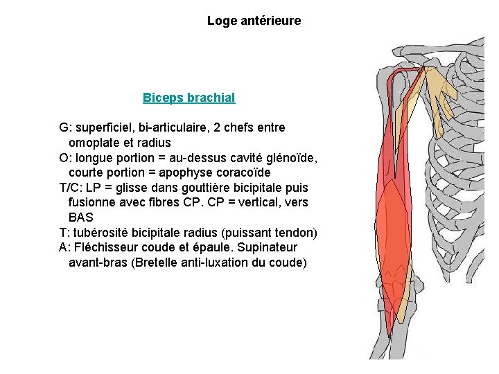 Loge antérieure Biceps brachial G: superficiel, bi-articulaire, 2 chefs entre omoplate et radius O: