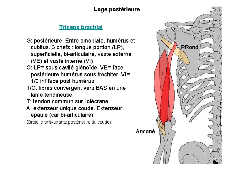 Loge postérieure Triceps brachial G: postérieure. Entre omoplate, humérus et cubitus. 3 chefs :