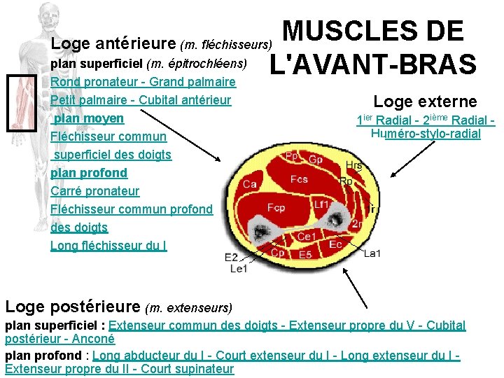 MUSCLES DE L'AVANT-BRAS Loge antérieure (m. fléchisseurs) plan superficiel (m. épitrochléens) Rond pronateur -