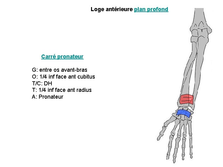 Loge antérieure plan profond Carré pronateur G: entre os avant-bras O: 1/4 inf face Loge antérieure plan profond Carré pronateur G: entre os avant-bras O: 1/4 inf face