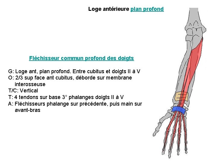 Loge antérieure plan profond Fléchisseur commun profond des doigts G: Loge ant, plan profond.