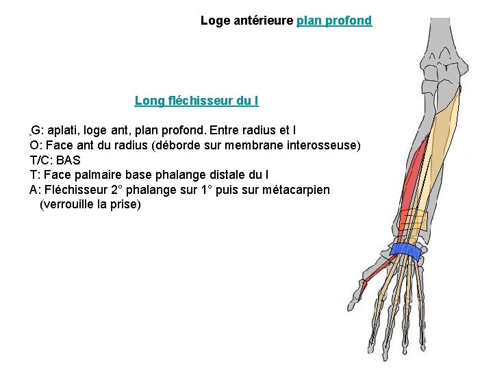 Loge antérieure plan profond Long fléchisseur du I G: aplati, loge ant, plan profond. Loge antérieure plan profond Long fléchisseur du I G: aplati, loge ant, plan profond.