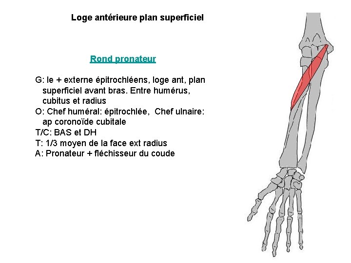 Loge antérieure plan superficiel Rond pronateur G: le + externe épitrochléens, loge ant, plan