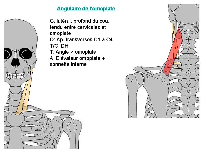 Angulaire de l'omoplate G: latéral, profond du cou, tendu entre cervicales et omoplate O: Angulaire de l'omoplate G: latéral, profond du cou, tendu entre cervicales et omoplate O: