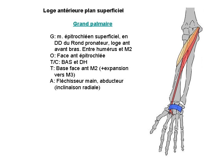 Loge antérieure plan superficiel Grand palmaire G: m. épitrochléen superficiel, en DD du Rond Loge antérieure plan superficiel Grand palmaire G: m. épitrochléen superficiel, en DD du Rond