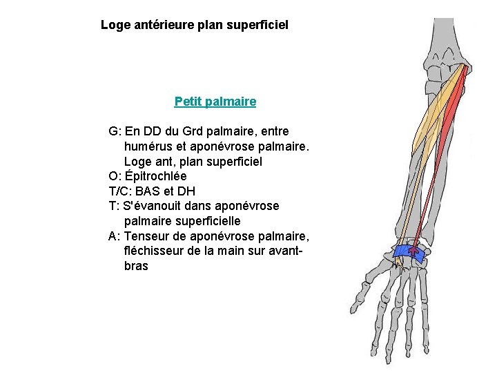 Loge antérieure plan superficiel Petit palmaire G: En DD du Grd palmaire, entre humérus