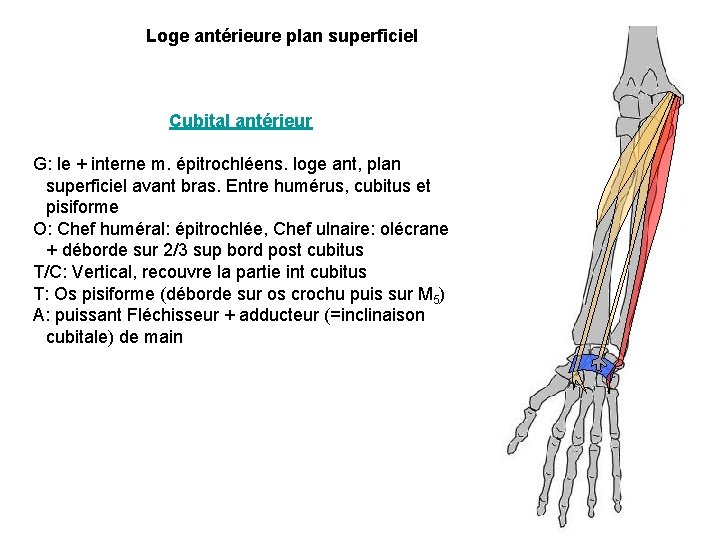 Loge antérieure plan superficiel Cubital antérieur G: le + interne m. épitrochléens. loge ant,