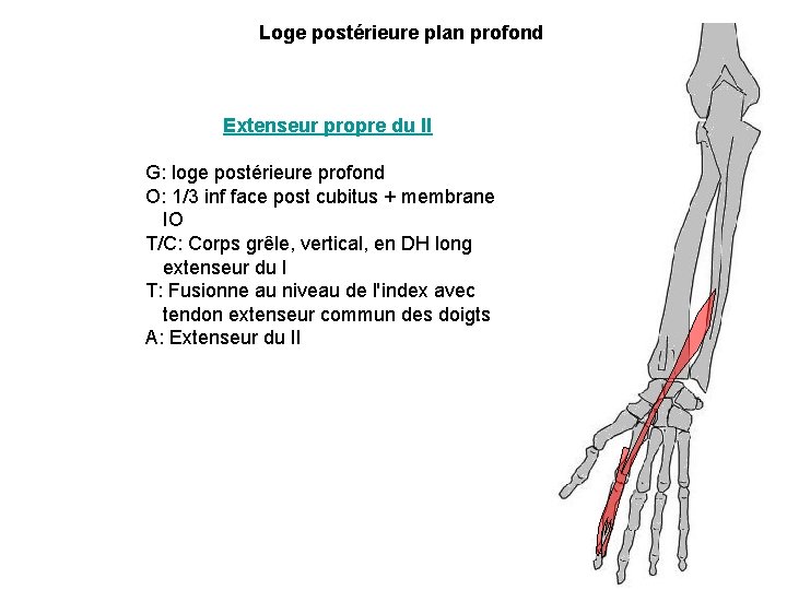 Loge postérieure plan profond Extenseur propre du II G: loge postérieure profond O: 1/3