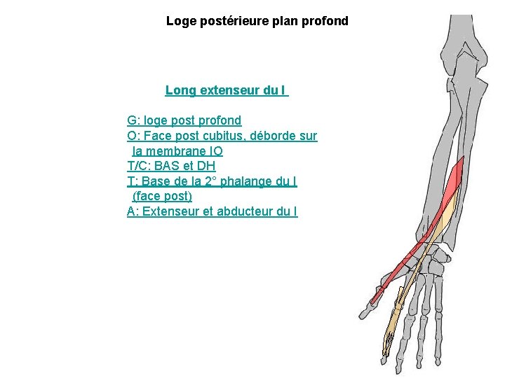 Loge postérieure plan profond Long extenseur du I G: loge post profond O: Face