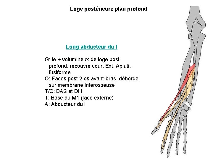 Loge postérieure plan profond Long abducteur du I G: le + volumineux de loge