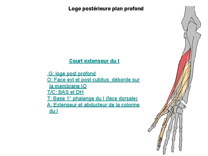 Loge postérieure plan profond Court extenseur du I G: loge post profond O: Face