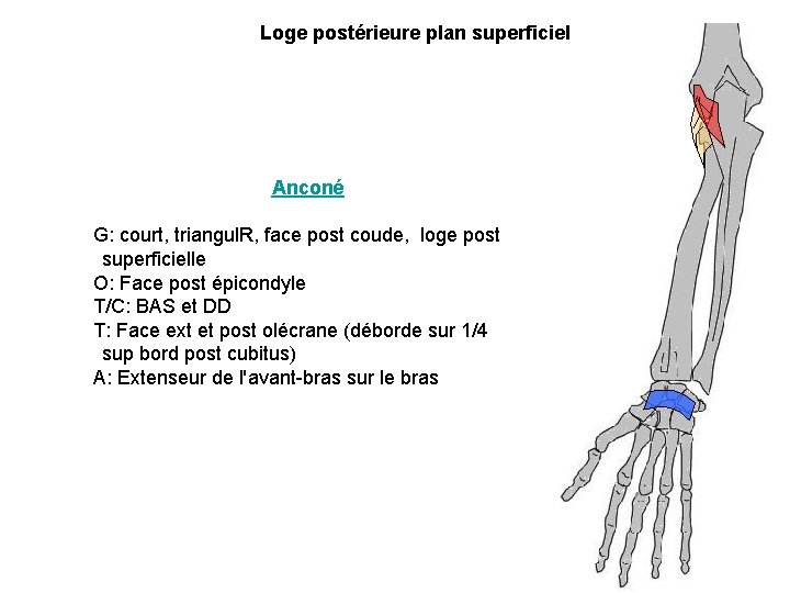 Loge postérieure plan superficiel Anconé G: court, triangul. R, face post coude, loge post