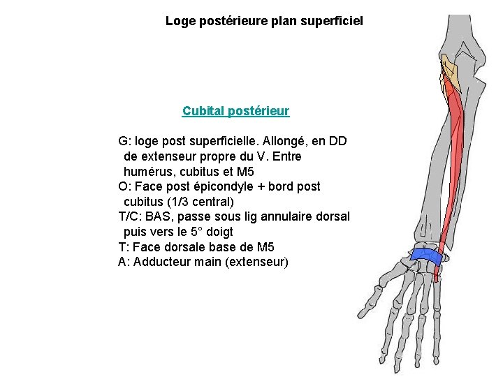 Loge postérieure plan superficiel Cubital postérieur G: loge post superficielle. Allongé, en DD de Loge postérieure plan superficiel Cubital postérieur G: loge post superficielle. Allongé, en DD de