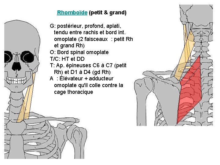 Rhomboïde (petit & grand) G: postérieur, profond, aplati, tendu entre rachis et bord int.