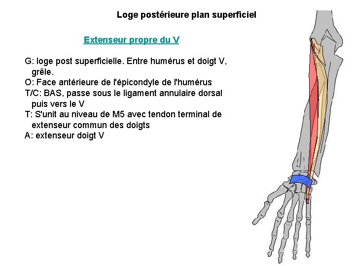 Loge postérieure plan superficiel Extenseur propre du V G: loge post superficielle. Entre humérus Loge postérieure plan superficiel Extenseur propre du V G: loge post superficielle. Entre humérus