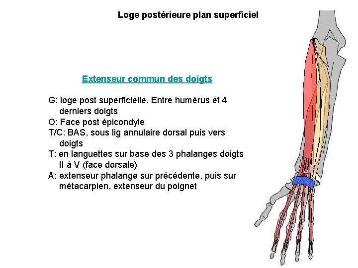 Loge postérieure plan superficiel Extenseur commun des doigts G: loge post superficielle. Entre humérus