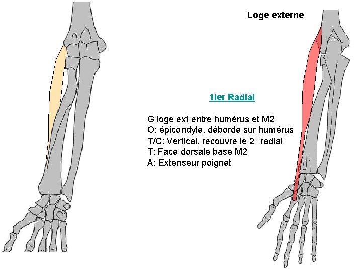 Loge externe 1 ier Radial G loge ext entre humérus et M 2 O: