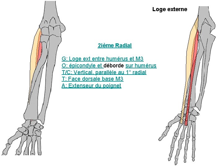 Loge externe 2 ième Radial G: Loge ext entre humérus et M 3 O: