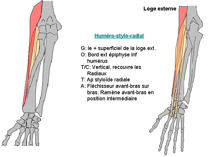 Loge externe Huméro-stylo-radial G: le + superficiel de la loge ext. O: Bord ext