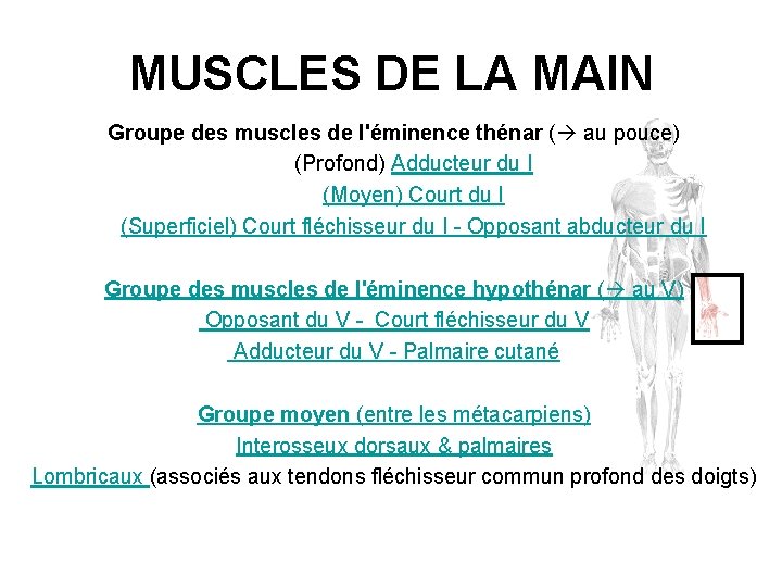 MUSCLES DE LA MAIN Groupe des muscles de l'éminence thénar ( au pouce) (Profond)