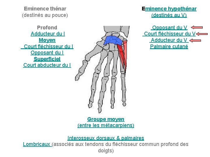 Eminence thénar (destinés au pouce) Eminence hypothénar (destinés au V) Profond Adducteur du I