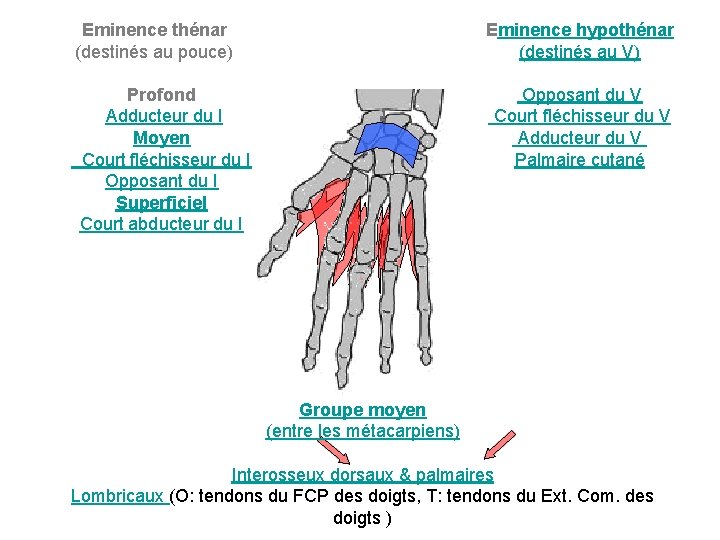 Eminence thénar (destinés au pouce) Eminence hypothénar (destinés au V) Profond Adducteur du I