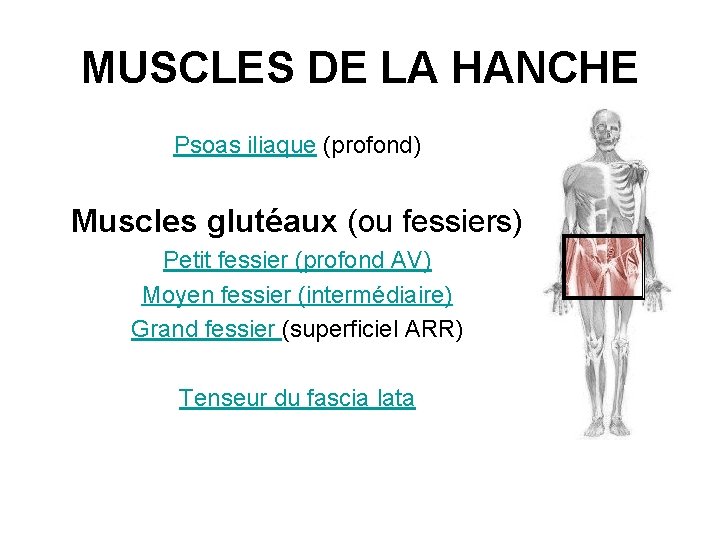 MUSCLES DE LA HANCHE Psoas iliaque (profond) Muscles glutéaux (ou fessiers) Petit fessier (profond MUSCLES DE LA HANCHE Psoas iliaque (profond) Muscles glutéaux (ou fessiers) Petit fessier (profond