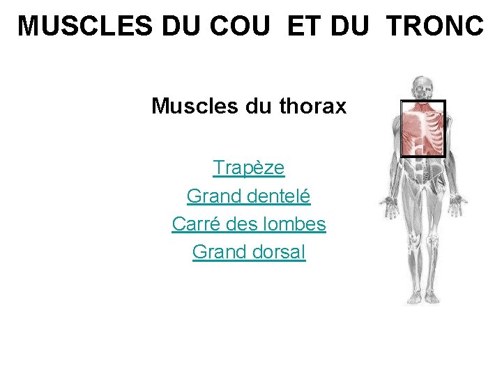 MUSCLES DU COU ET DU TRONC Muscles du thorax Trapèze Grand dentelé Carré des MUSCLES DU COU ET DU TRONC Muscles du thorax Trapèze Grand dentelé Carré des