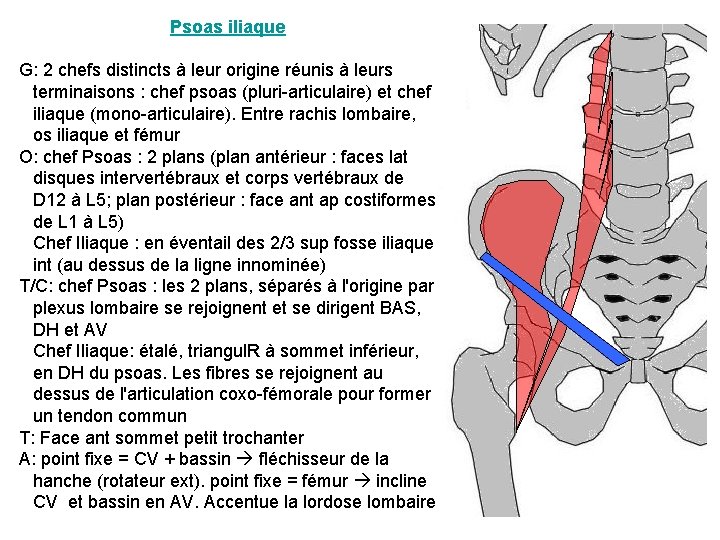 Psoas iliaque G: 2 chefs distincts à leur origine réunis à leurs terminaisons : Psoas iliaque G: 2 chefs distincts à leur origine réunis à leurs terminaisons :