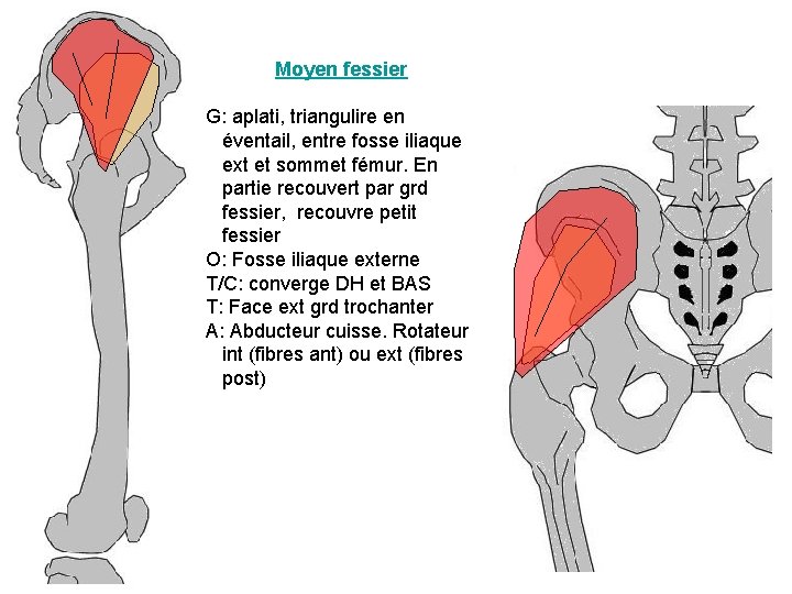 Moyen fessier G: aplati, triangulire en éventail, entre fosse iliaque ext et sommet fémur.