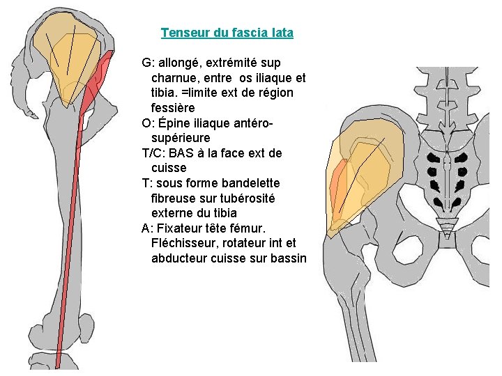 Tenseur du fascia lata G: allongé, extrémité sup charnue, entre os iliaque et tibia.